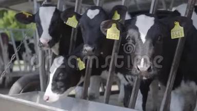 在农场里有耳朵上有记号的黑白母牛。 农业产业，<strong>农牧</strong>理念.. 一群人